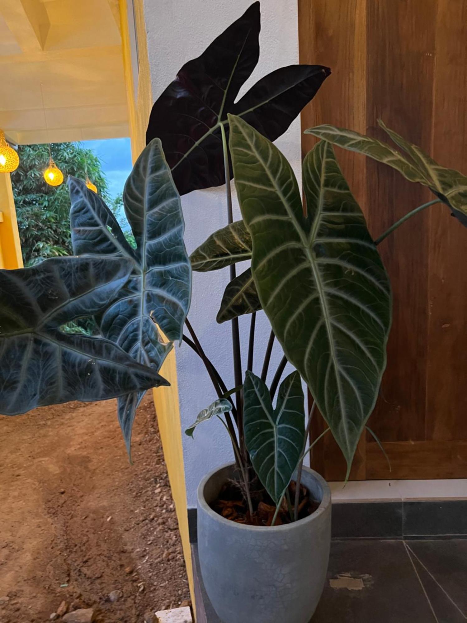 Kapaliya Unawatuna Exteriör bild